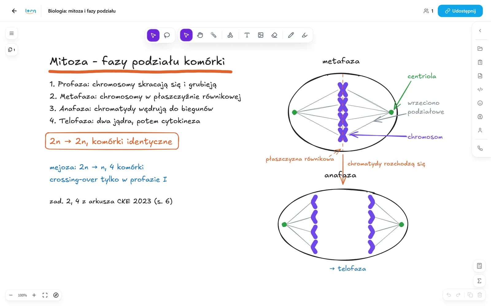 Tablica interaktywna Lern One podczas lekcji biologii online w Eduloop: fazy mitozy z rysunkiem komórki